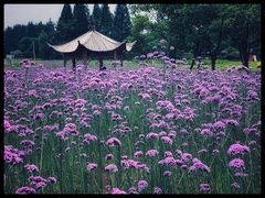 -杭州城北体育公园