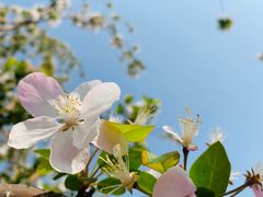 -海棠花溪(元大都城垣遗址公园)