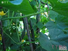 黄瓜-丫丫蟹庄·苏式园林农家乐·阳澄湖大闸蟹(阳澄湖莲花岛店)