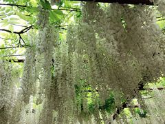 -嘉定紫藤园