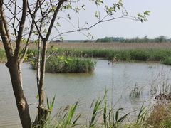 -盐城丹顶鹤湿地生态旅游区