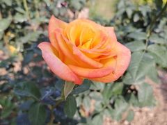 -人民公园(罗湖区)