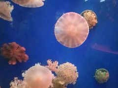 -欢乐海岸海洋奇梦馆