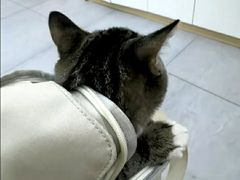 -瑞派蒂凯宠物医院·免疫点·宠保定点