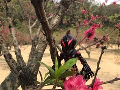 -南国桃园旅游度假区