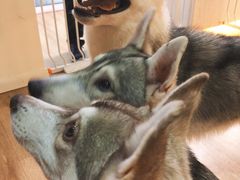 -Husky Go! 哈士奇体验馆·宠物咖啡厅狗咖