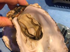 -千岛蚝高压锅生蚝·人参火锅(白云万达店)