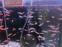 -大自然花鸟鱼虫市场
