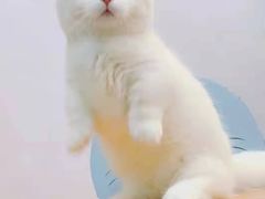 -欣宠猫屋·矮脚拿破仑·蓝金金渐层