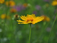 -艾溪湖湿地公园