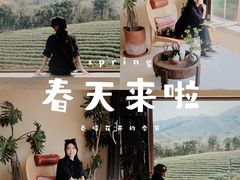 -白茶原·一片叶子