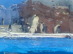-海合安成都极地海洋公园