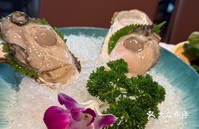 Fresh Live Oysters