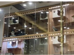 -钦宠·猫咪售卖·洗护·寄养(东圃旗舰店)