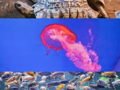 -南昌海洋公园