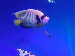 -上海海昌海洋公园