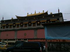 -塔尔寺-菩提树