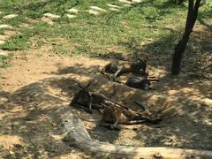 -大连森林动物园