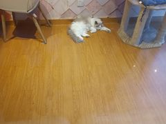 -猫冇咖·家门口的撸猫馆(大融城店)
