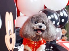 -超宠爱宠物摄影-Super pet