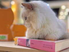 -藏猫猫咖啡主题馆(中央大道店)