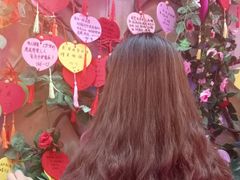 -柴犬高等学院·狗咖·柴犬售卖·宠物训练