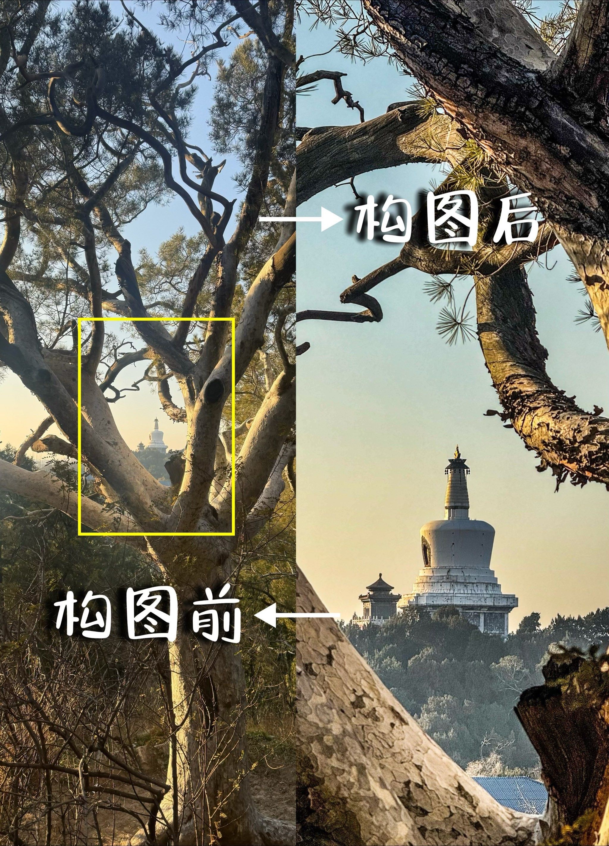 自然与生物摄影构图教程，一分钟就会