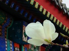 -北京国子监胡同