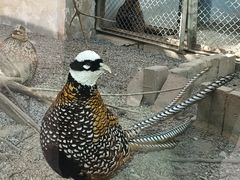 -青藏高原野生动物园