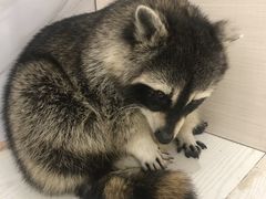 -浣熊柯尔鸭土拨鼠·电玩咖