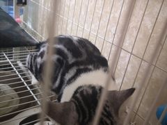 -袖虎·猫馆(体育西路店)