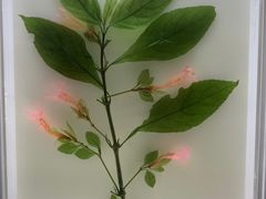 -广东中医药博物馆