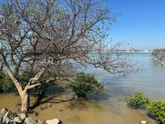 -宝安西湾红树林湿地公园