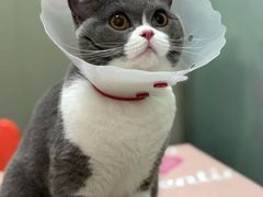-伟伟宠物医院·瑞派猫友好医院·猫科(光谷店)