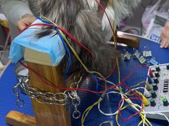 -西安京西宠物医院·瘫痪·疑难杂症