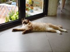 -有猫主题·治愈系猫咖(曾厝垵店)