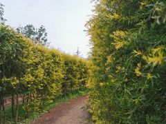 -铁山坪森林公园