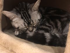 -猫的茶·猫咖