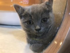 -1013 PET SHOP 宠物商店(近铁城市广场店)
