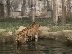 -上海野生动物园