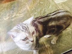 -猫咪博物馆(顶澳仔猫街店)