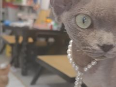 -琪喵猫屋·撸猫猫咖·猫舍