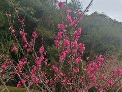 -神光山国家森林公园