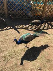 -萌宠亲子动物乐园(槐房万达店)