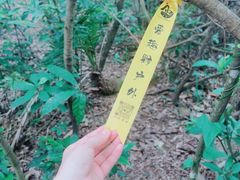 -阳台山森林公园