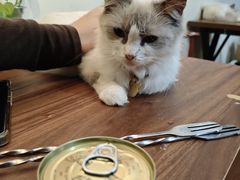 -楼上猫咖(罗湖店)