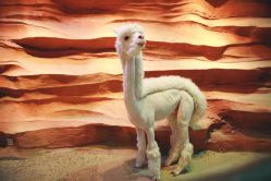 -酷嗒动物文化乐园(cutezoo西溪乐天城店)