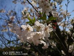 -新虹桥中心花园