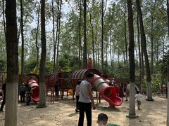 -合肥滨湖国家森林公园