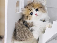 -lincat·猫舍(广州店)